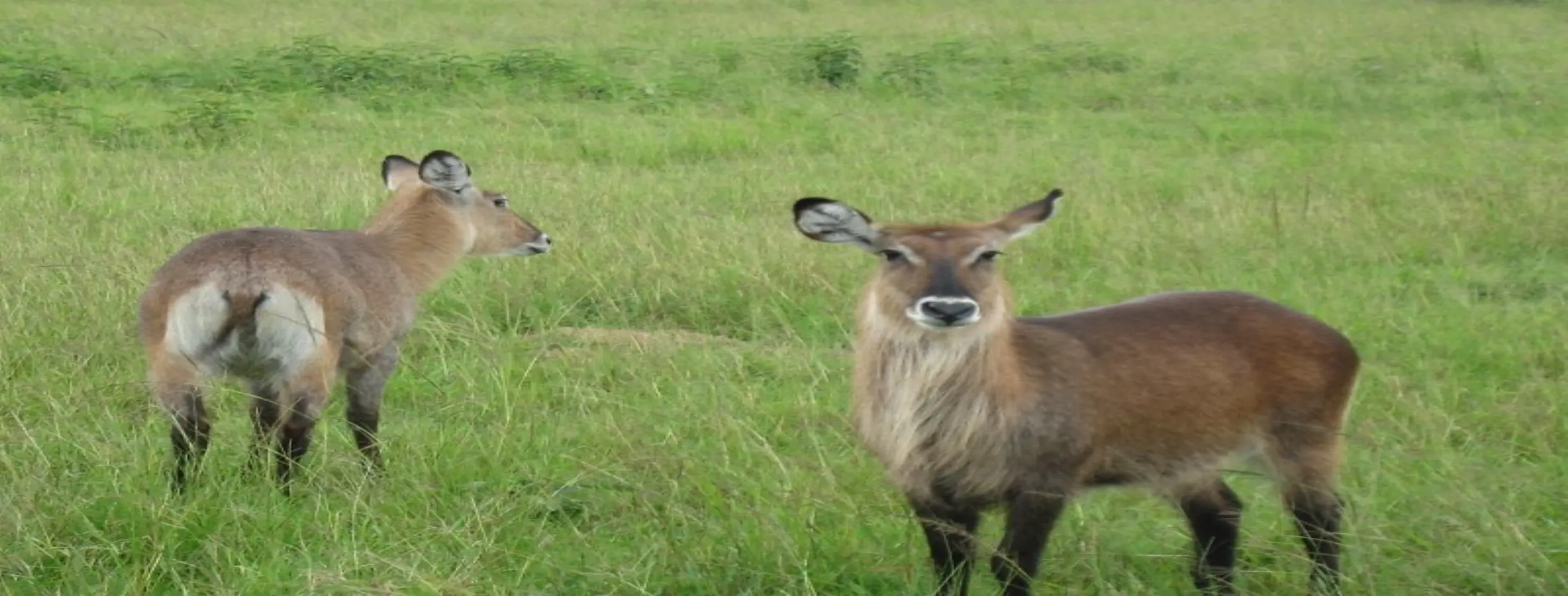 Image for Ruvubu National Park